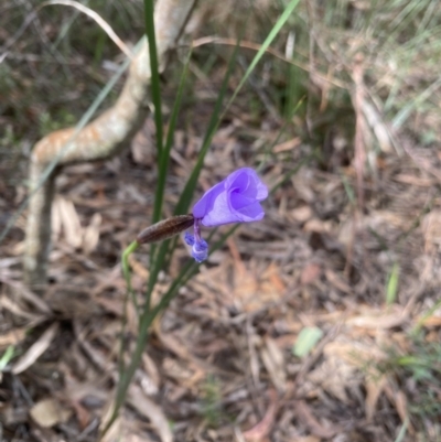Patersonia sp. at Fitzroy Falls, NSW - 10 Sep 2021 by JanetMW