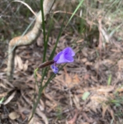 Patersonia sp. at Morton National Park - 10 Sep 2021 by JanetMW