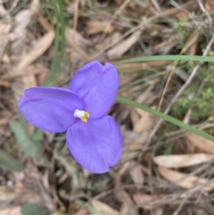 Patersonia sp. at Fitzroy Falls, NSW - 10 Sep 2021