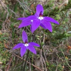 Glossodia major (Wax Lip Orchid) at Hall, ACT - 10 Sep 2021 by strigo