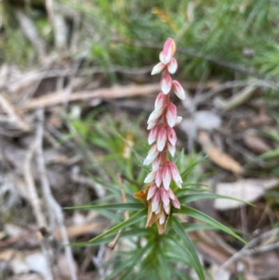 Dracophyllum secundum at Morton National Park - 10 Sep 2021 by JanetMW