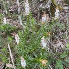 Dracophyllum secundum at Fitzroy Falls, NSW - 10 Sep 2021