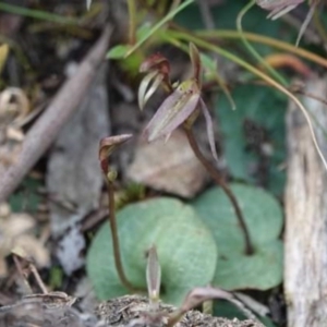 Cyrtostylis reniformis at suppressed - suppressed