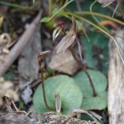 Cyrtostylis reniformis (Common Gnat Orchid) at Black Mountain - 10 Sep 2021 by UserYYUcWrIf