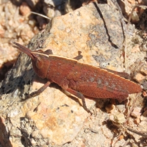 Goniaea opomaloides at Theodore, ACT - 8 Sep 2021 01:54 PM