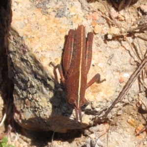 Goniaea opomaloides at Theodore, ACT - 8 Sep 2021