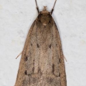 Oecophoridae provisional group 5 at Melba, ACT - 2 Sep 2021