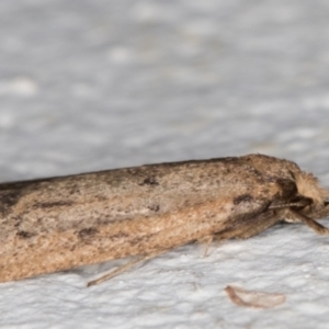 Oecophoridae provisional group 5 at Melba, ACT - 2 Sep 2021