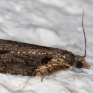 Thrincophora impletana at Melba, ACT - 2 Sep 2021 07:22 PM