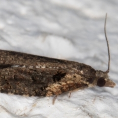 Thrincophora impletana at Melba, ACT - 2 Sep 2021