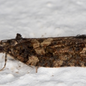 Thrincophora impletana at Melba, ACT - 2 Sep 2021 07:22 PM