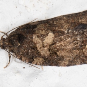 Thrincophora impletana at Melba, ACT - 2 Sep 2021 07:22 PM