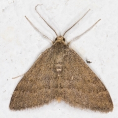 Scopula rubraria (Reddish Wave, Plantain Moth) at Melba, ACT - 31 Aug 2021 by kasiaaus