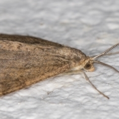 Scopula rubraria at Melba, ACT - 31 Aug 2021 10:18 PM