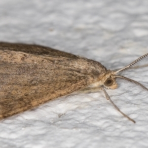 Scopula rubraria at Melba, ACT - 31 Aug 2021