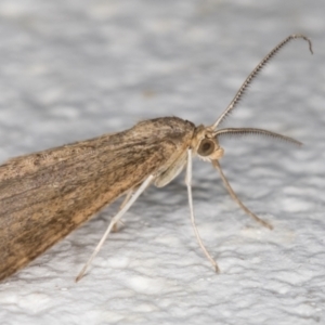 Scopula rubraria at Melba, ACT - 31 Aug 2021