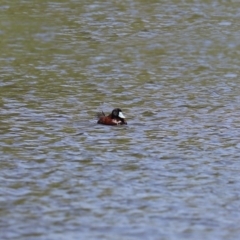 Oxyura australis at Bonython, ACT - 10 Sep 2021