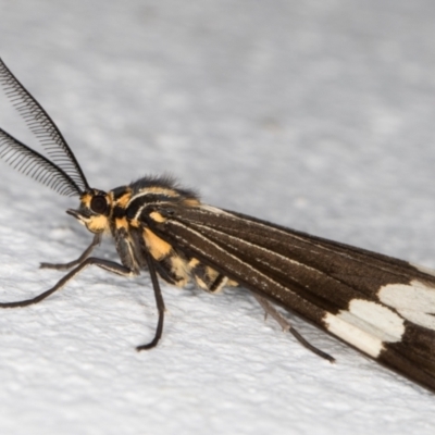 Nyctemera amicus (Senecio Moth, Magpie Moth, Cineraria Moth) at Melba, ACT - 31 Aug 2021 by kasiaaus