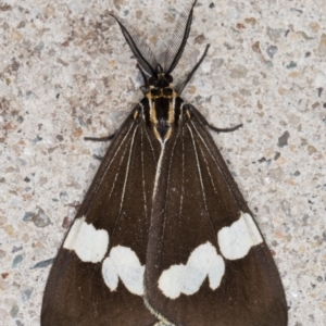 Nyctemera amicus at Melba, ACT - 31 Aug 2021 10:23 PM