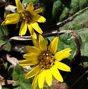 Cymbonotus sp. (preissianus or lawsonianus) at Cook, ACT - 10 Sep 2021