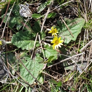 Cymbonotus sp. (preissianus or lawsonianus) at Cook, ACT - 10 Sep 2021