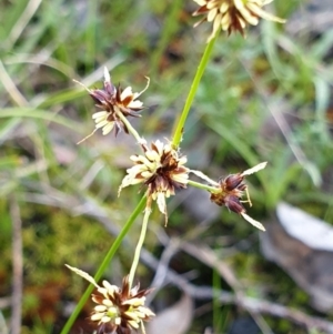 Luzula meridionalis at Cook, ACT - 10 Sep 2021