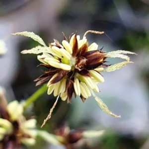 Luzula meridionalis at Cook, ACT - 10 Sep 2021