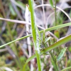 Luzula meridionalis at Cook, ACT - 10 Sep 2021