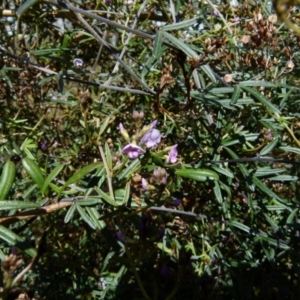 Glycine clandestina at Queanbeyan West, NSW - 5 Sep 2021