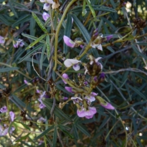 Glycine clandestina at Queanbeyan West, NSW - 5 Sep 2021