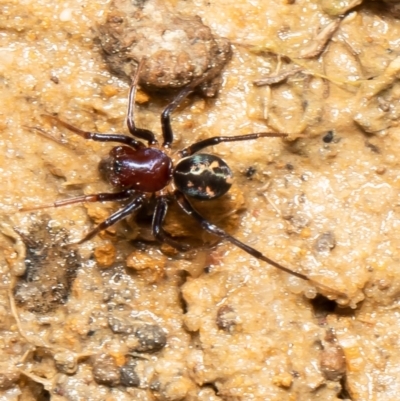 Habronestes bradleyi (Bradley's Ant-Eating Spider) at Aranda Bushland - 10 Sep 2021 by Roger
