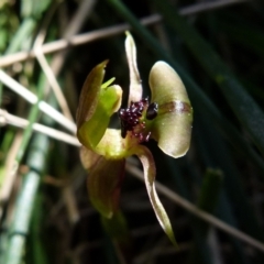Chiloglottis trapeziformis (Diamond Ant Orchid) at Boro, NSW - 7 Sep 2021 by Paul4K