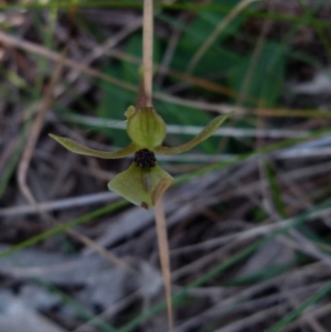 Chiloglottis trapeziformis at Boro, NSW - suppressed