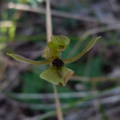 Chiloglottis trapeziformis at Boro, NSW - suppressed