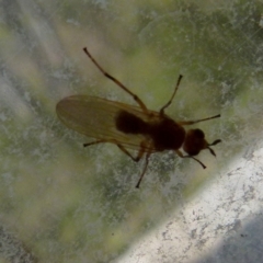 Pyrgotidae sp. (family) (A pyrgotid fly) at Boro, NSW - 7 Sep 2021 by Paul4K