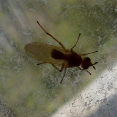 Unidentified True fly (Diptera) at Boro - 7 Sep 2021 by Paul4K