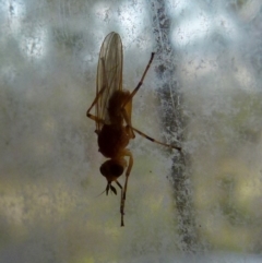 Pyrgotidae sp. (family) at Boro, NSW - suppressed