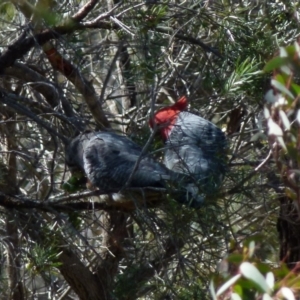 Callocephalon fimbriatum at Boro, NSW - suppressed