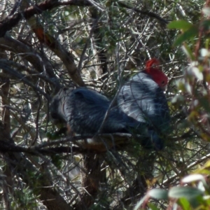 Callocephalon fimbriatum at Boro, NSW - suppressed