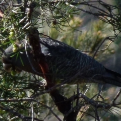 Callocephalon fimbriatum at Boro, NSW - suppressed