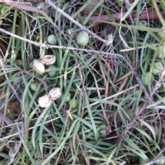 Callocephalon fimbriatum at Boro, NSW - suppressed