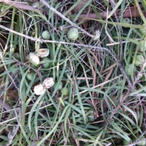 Callocephalon fimbriatum at Boro, NSW - suppressed