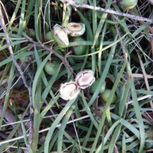 Callocephalon fimbriatum at Boro, NSW - suppressed