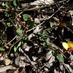 Bossiaea prostrata at Boro, NSW - suppressed