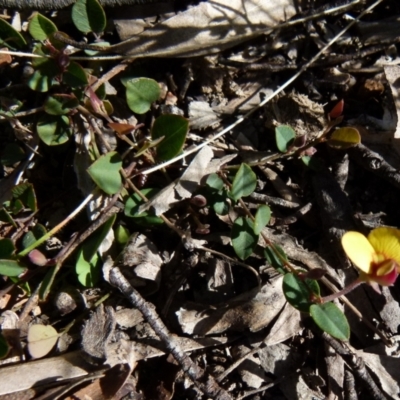 Bossiaea prostrata (Creeping Bossiaea) at Boro - 7 Sep 2021 by Paul4K