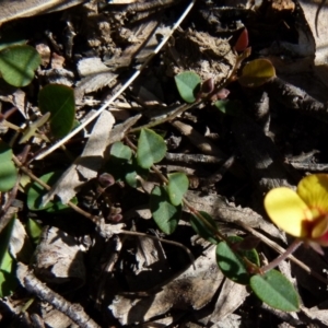 Bossiaea prostrata at Boro, NSW - suppressed