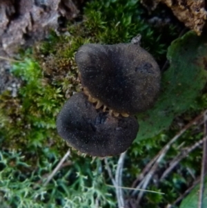 zz agaric (stem; gills not white/cream) at Boro, NSW - 7 Sep 2021