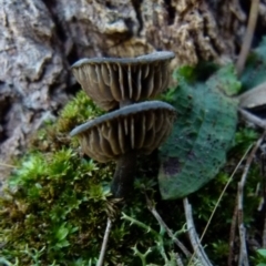 zz agaric (stem; gills not white/cream) at Boro, NSW - suppressed