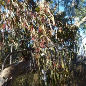 Amyema pendula subsp. pendula at Boro, NSW - 7 Sep 2021