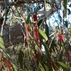 Amyema pendula subsp. pendula at Boro, NSW - 7 Sep 2021